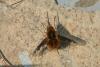 Bombylius major